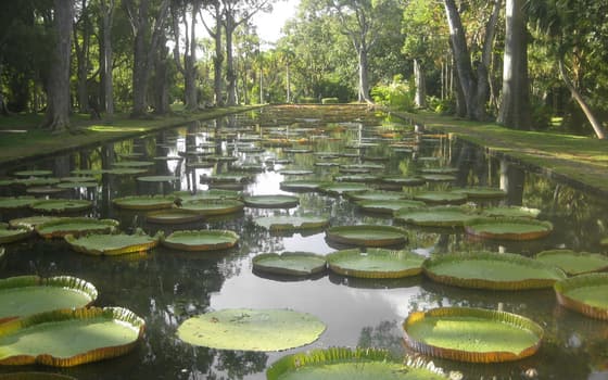 Les n&eacute;nuphars g&eacute;ants du Jardin botanique de Pamplemousses