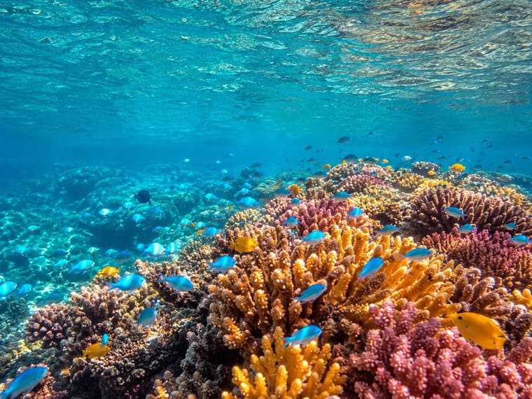 Jardin de corail color&eacute; dans les eaux claires du lagon
